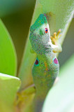 Green Gecko (Ranomafana)