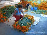 merchant of marigolds