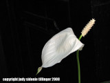32708_antigua28 black and white flower