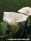 32708_antigua callas 1\