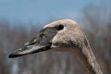 Swan3-1039.jpg