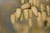 Herbes en graines