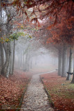 A misty path