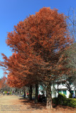 Red trees