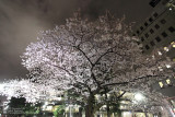 Sakura at night