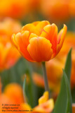 Tulip in Orange
