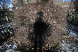 Bush
