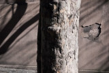 Tree Trunk