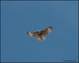 2417 Red-tailed Hawk immature.jpg