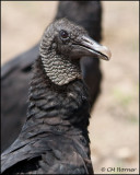 1796 Black Vulture portrait.jpg