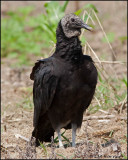 1797 Black Vulture.jpg