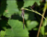 1863 probable Slaty Skimmer juv male