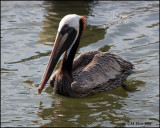 2044 Brown Pelican.jpg