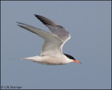 2100 Common Tern.jpg