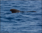 2122 Pilot Whale.jpg