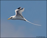 2214 White-tailed Tropicbird.jpg