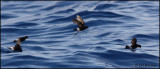 2367 Wilsons Storm-Petrels.jpg