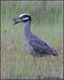 2560 Yellow-crowned Night-Heron trying to eat Northern Diamondback Terrapin