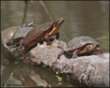 1270 Midland Painted Turtles.jpg