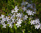 2841 Wild Blue Phlox