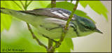 1397 Cerulean Warbler male.jpg