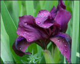 1423 Dwarf Iris.jpg