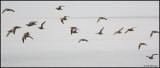 1531 Whimbrel.jpg