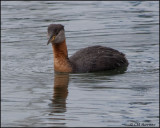 3255 Red-necked Grebe adult.jpg