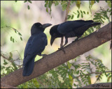 4598 Large-billed Crows.jpg