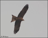 4623 Black Kite