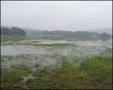 3992 Ranthambore scenic.jpg
