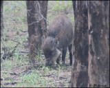 5295 Indian Wild Boar wearing radio collar.jpg
