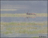 5317 Sambar buck.jpg