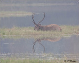 5319 Sambar Buck.jpg