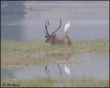 5336 Sambar and Great Egret.jpg