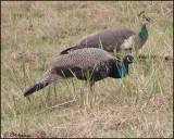 5448 Indian Peafowl.jpg