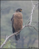 5493 Crested Serpent-Eagle.jpg