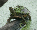 5754 Indian Roofed Turtle.jpg