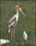 6135 Painted Stork.jpg