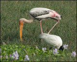 6145 Painted Stork and Black-headed Ibis.jpg