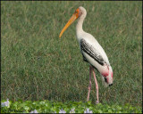 6160 Painted Stork.jpg