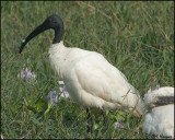 6163 Black-headed ibis.jpg