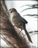 6198 Striated Babbler.jpg