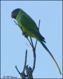 6426 Slaty-headed Parakeet female.jpg