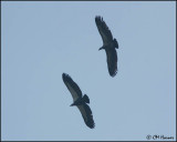 6653 White-rumped Vultures adult and immature.jpg