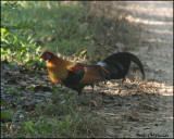 6859 Red Junglefowl.jpg
