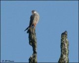 7088 Amur Falcon female.jpg