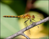 3489 Meadowhawk sp female.jpg