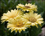 3716 Gerbera Daisy.jpg