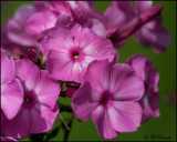 3734 Phlox.jpg